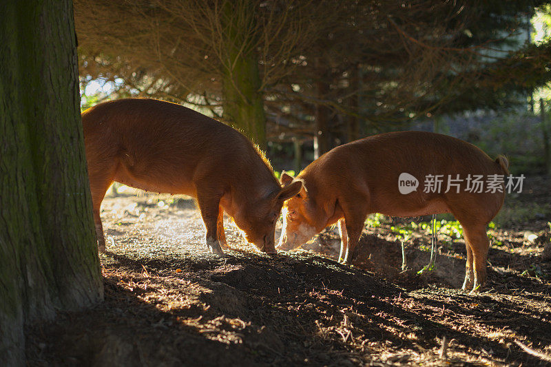 塔姆沃斯猪清晨饲料