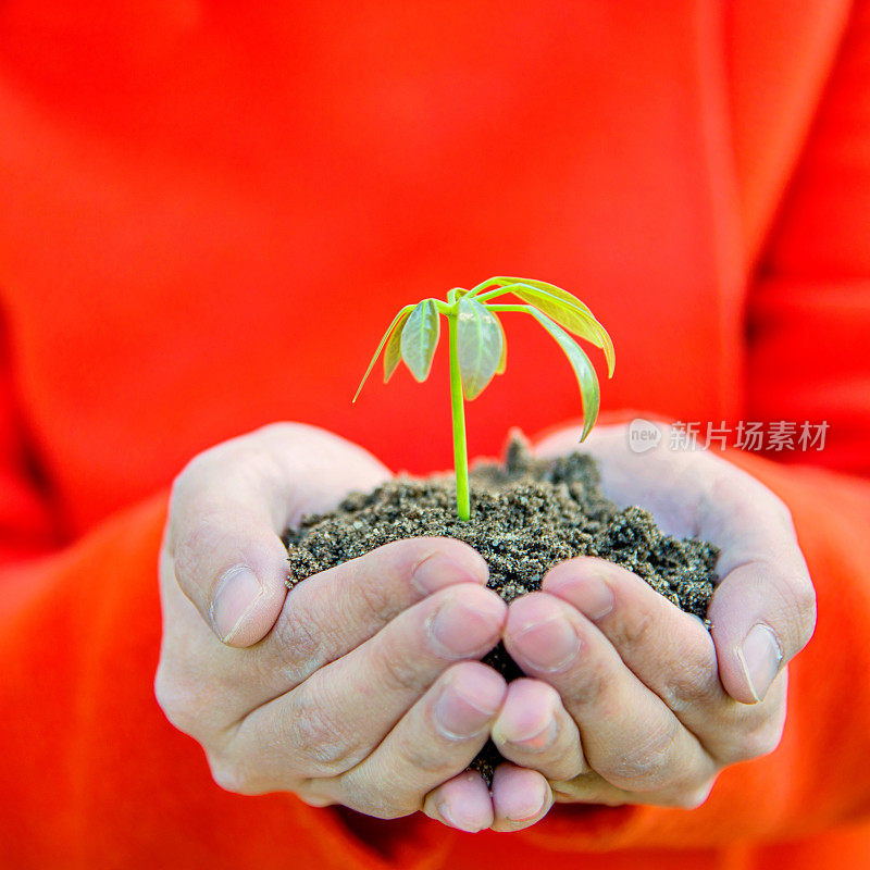 一株植物在女性手中