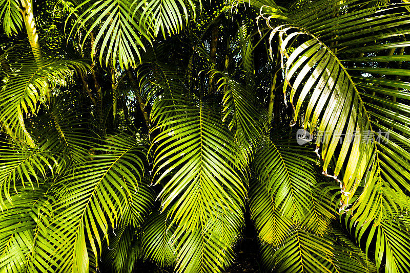 热带棕榈叶植物叶子生长大岛海滩夏威夷