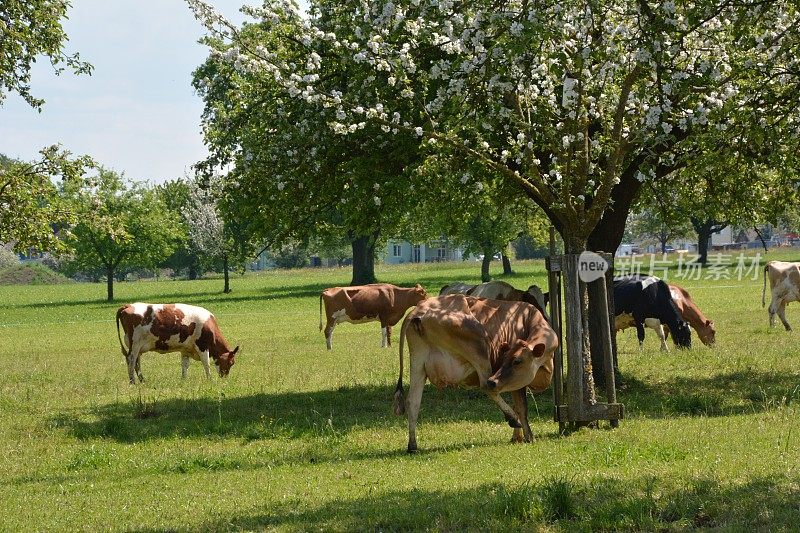 农场上的一群奶牛，在苹果树间吃草