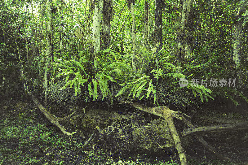 大沼泽地用蕨类植物淹没了绿色景观