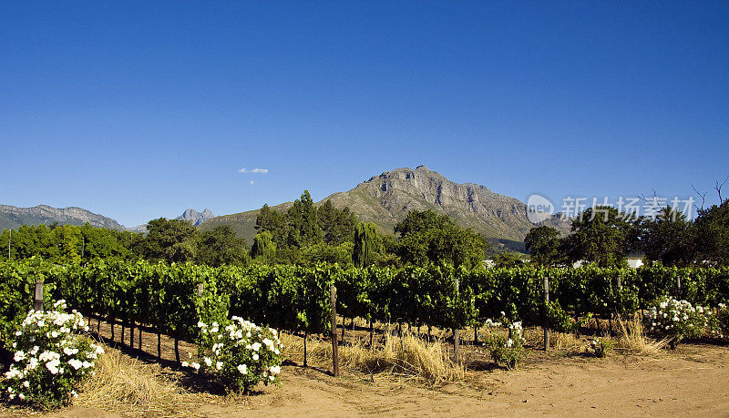 Stellenbosch风景