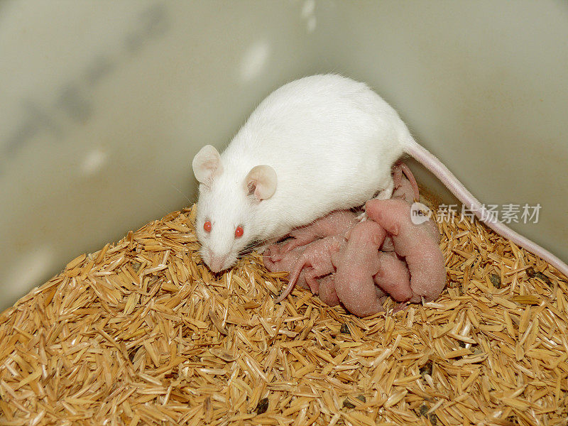 白化雌性老鼠