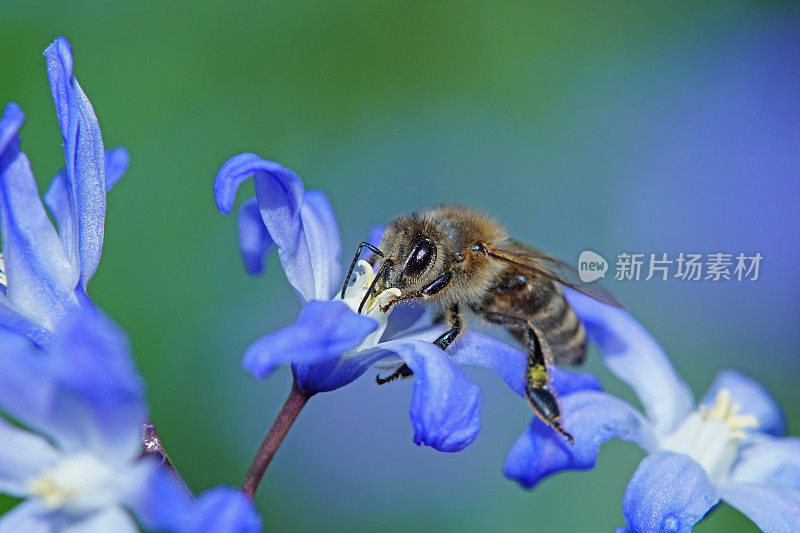 蜜蜂在斯库拉