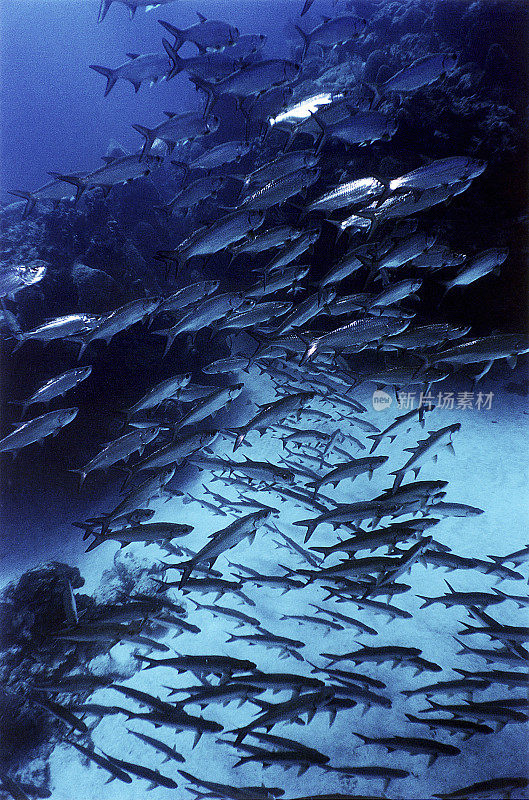 开曼群岛大海鲢