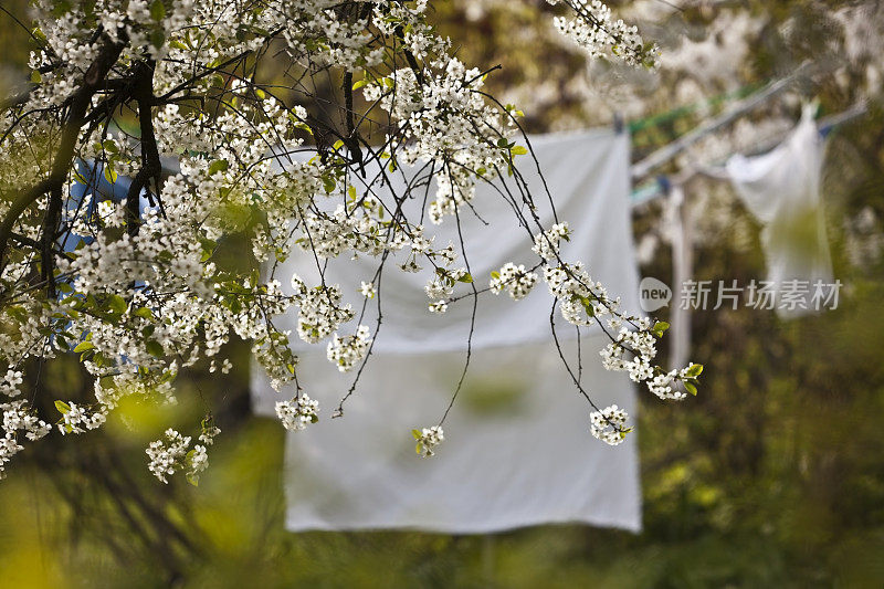 樱花在春天开花洗衣。