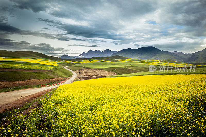 这条乡间小路穿过油菜田