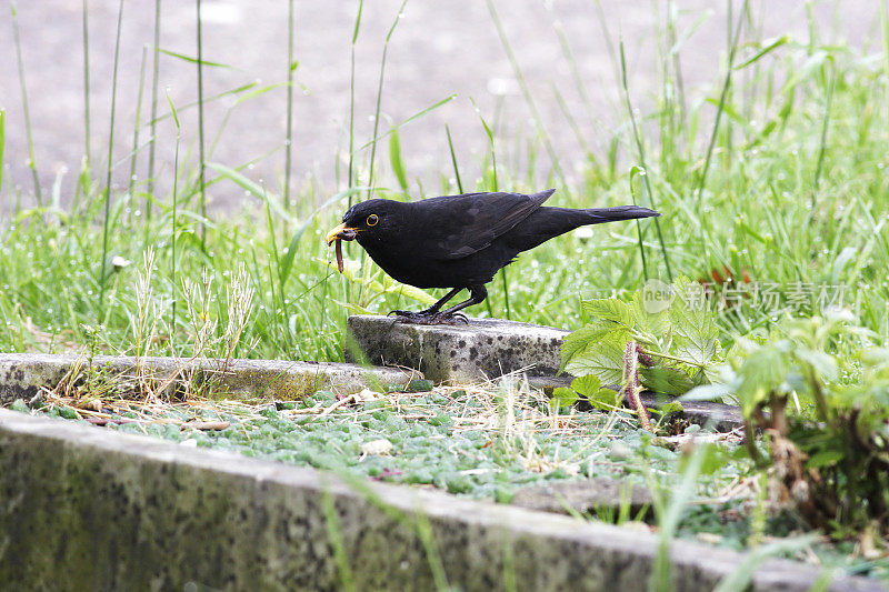 喙中蠕动着一条肥虫的黑鸟
