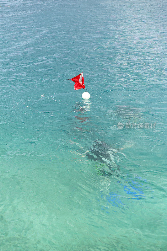 在加勒比海浮标下面的潜水员