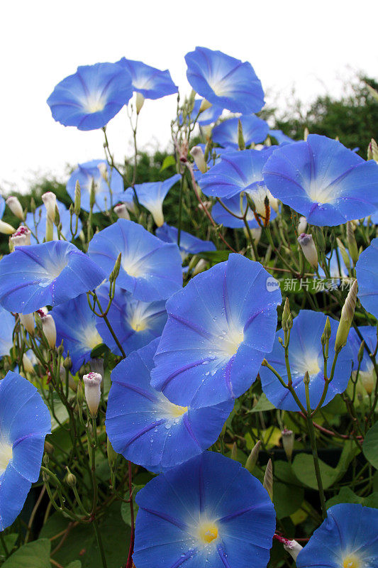 天蓝牵牛花