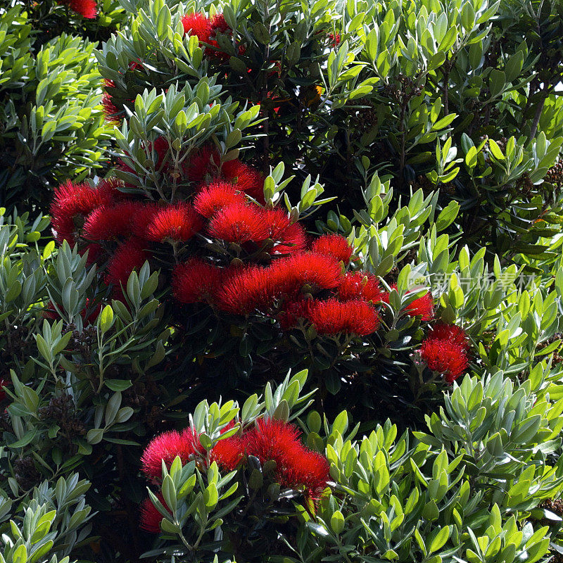 新西兰Pohutukawa