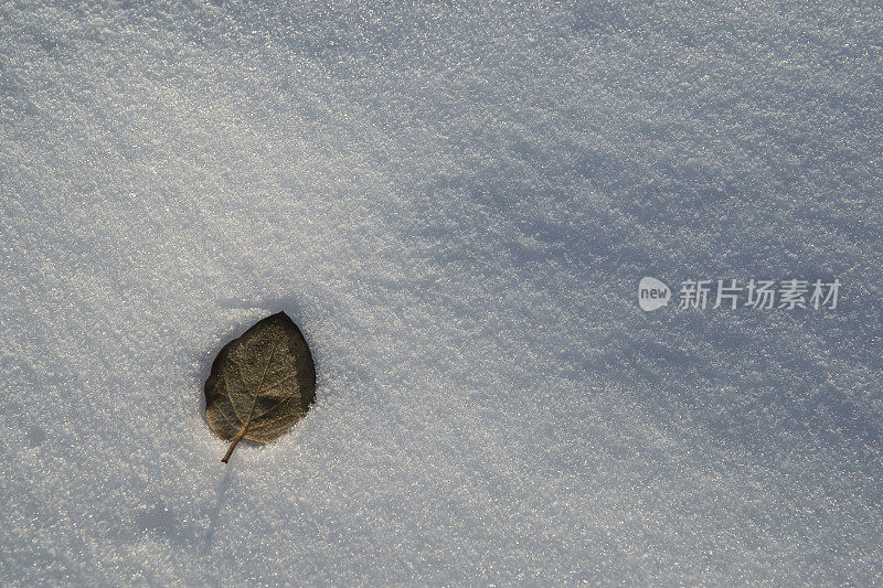 雪花上的秋叶