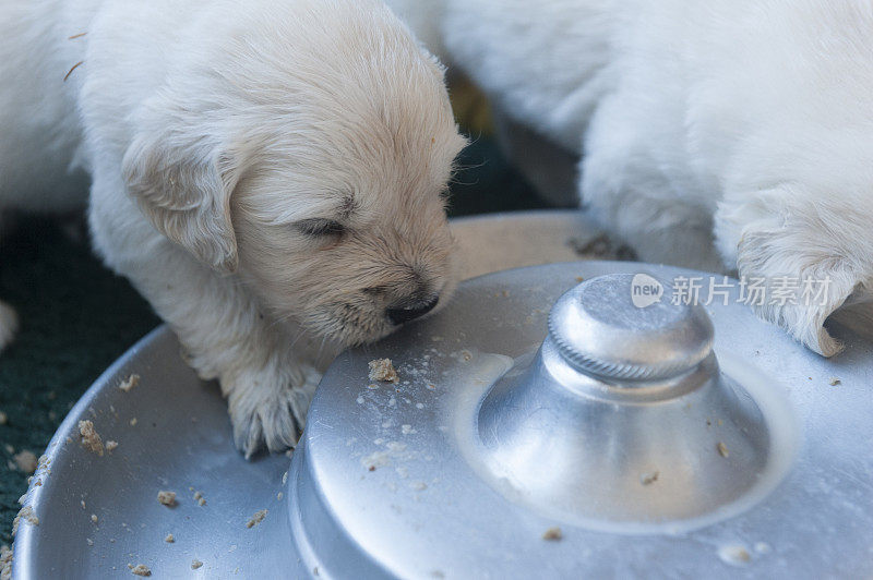 一对金毛猎犬幼犬正在进食