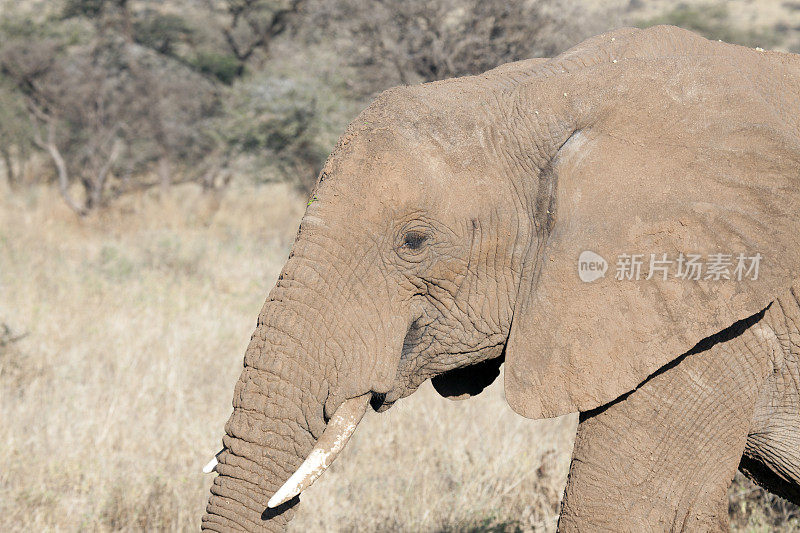 肯尼亚桑布鲁国家公园的大象