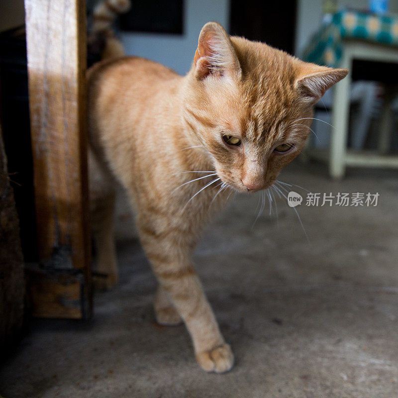 橙色毛茸茸的猫在外面