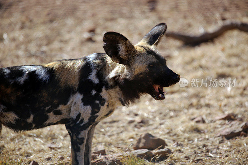 南非:Magaliesberg附近的非洲野狗