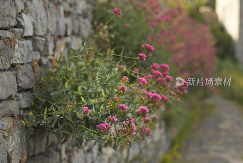 有花的植物从墙缝中长出来