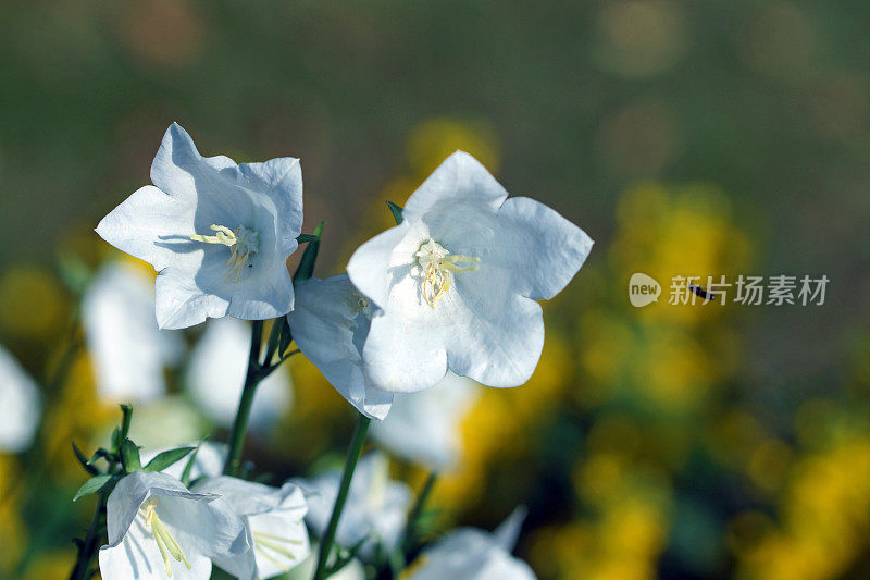 风铃花和点缀松散的冲突