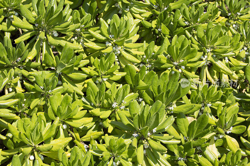 夏威夷大岛海滩诺帕卡Scaevola