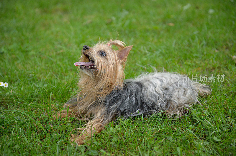 约克郡犬