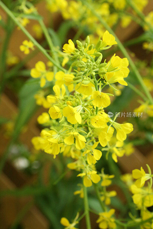 芥菜叶花-十字花科-芥菜