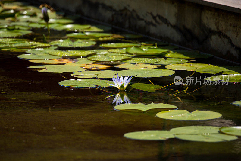 埃及:蓝色埃及睡莲