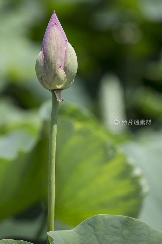 荷花荷花蕾