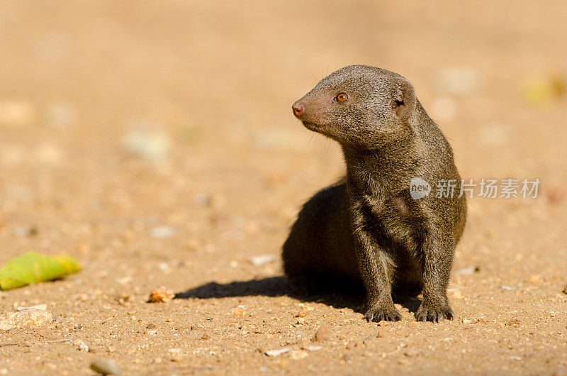 侏儒猫鼬-南非