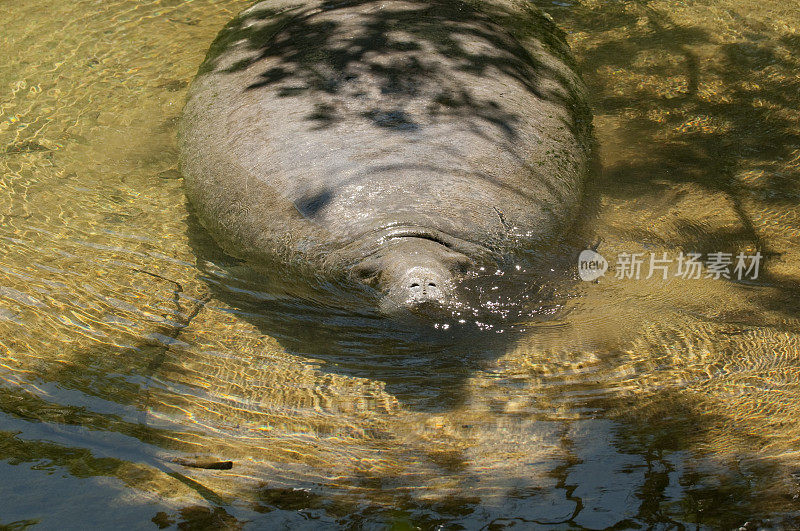 佛罗里达海面上呼吸的海牛