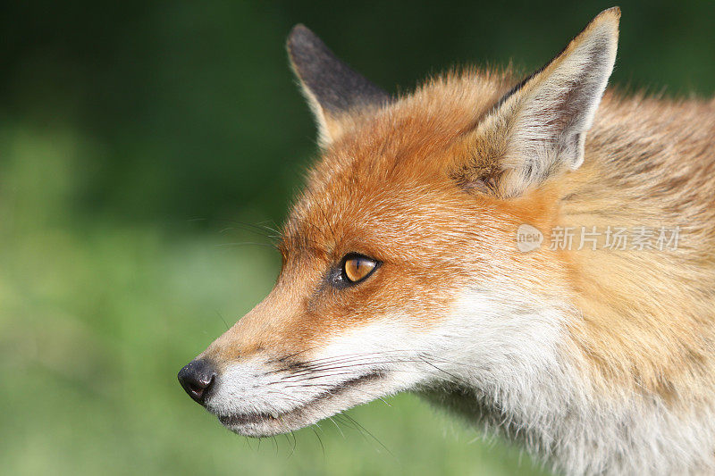 英格兰东南部萨里郡的红狐