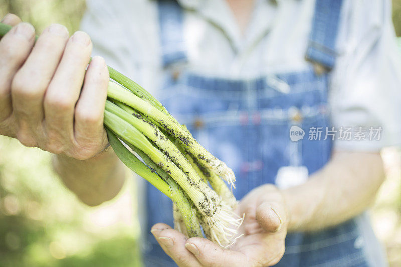 年长者，男性农民在农场采摘青葱。有机蔬菜。