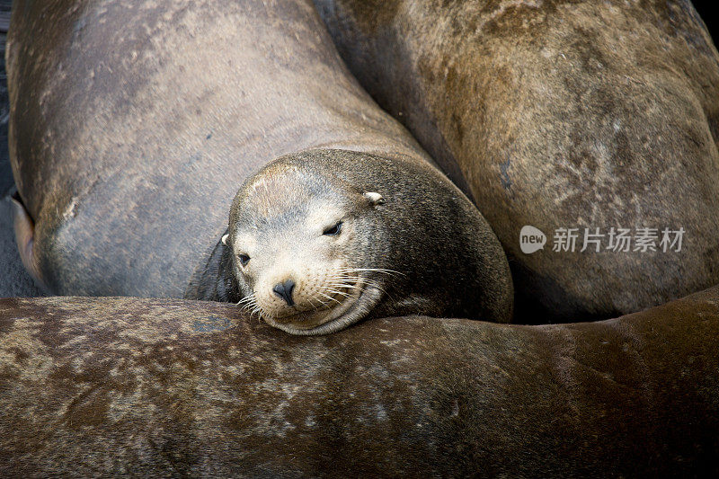 海狮