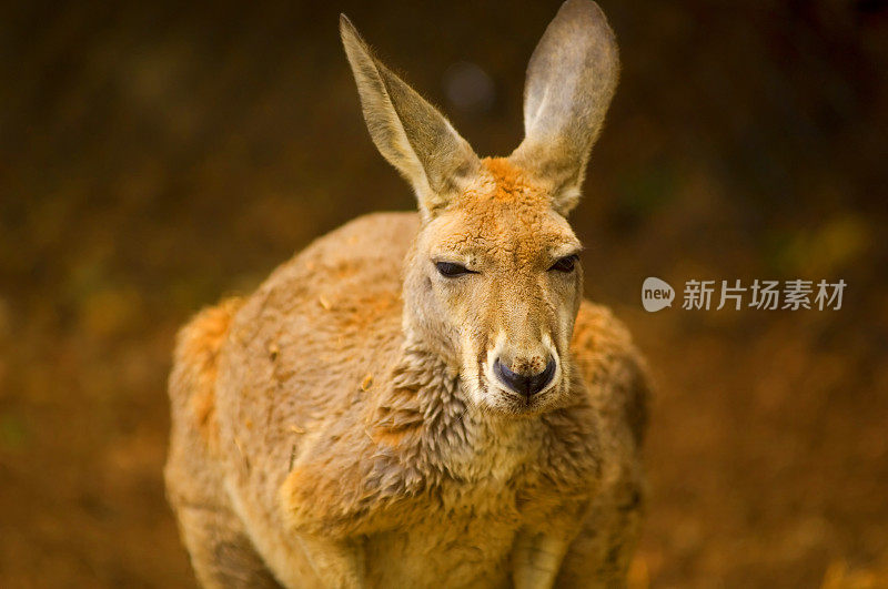 大红色Roo