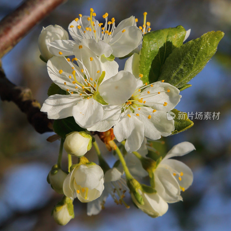 梅花开花春意盎然