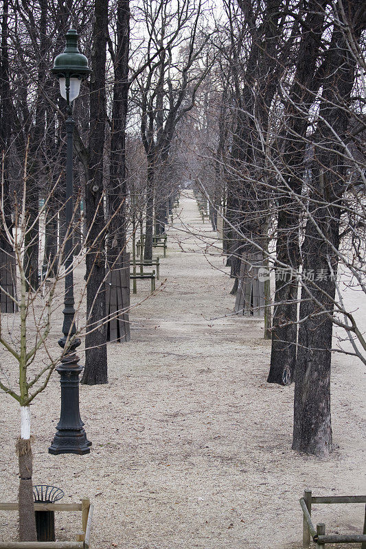 冬天，法国巴黎杜伊勒里宫花园里光秃秃的树木