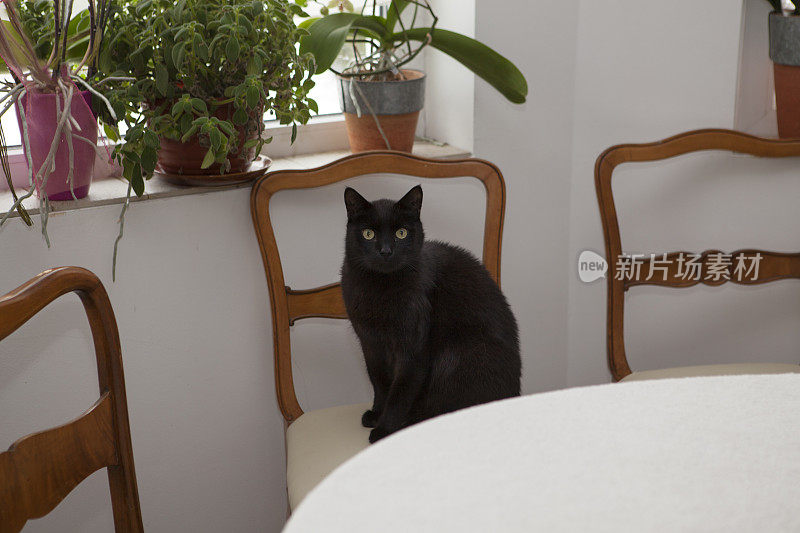 椅子上的黑猫