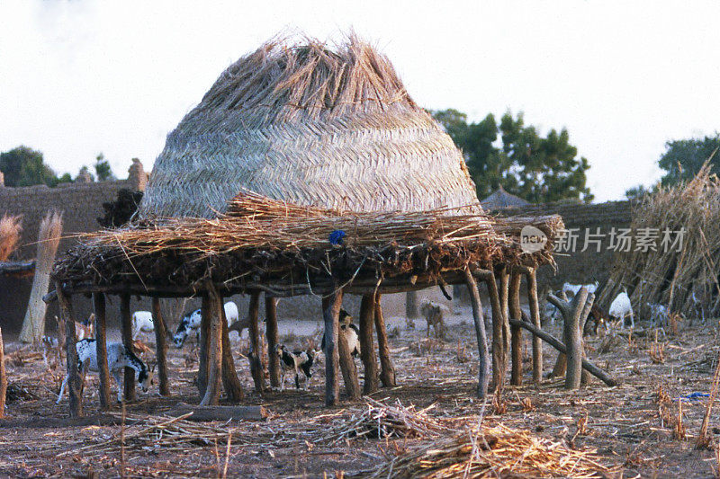 西非布吉纳法索北部旱季粮仓富拉尼牧人