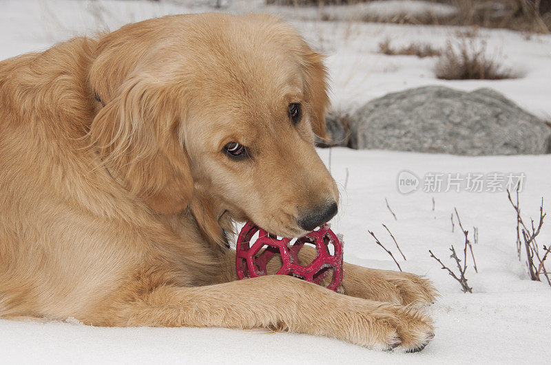 金毛小狗在雪地里玩球