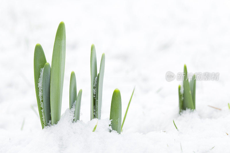 水仙花在春天会下雪