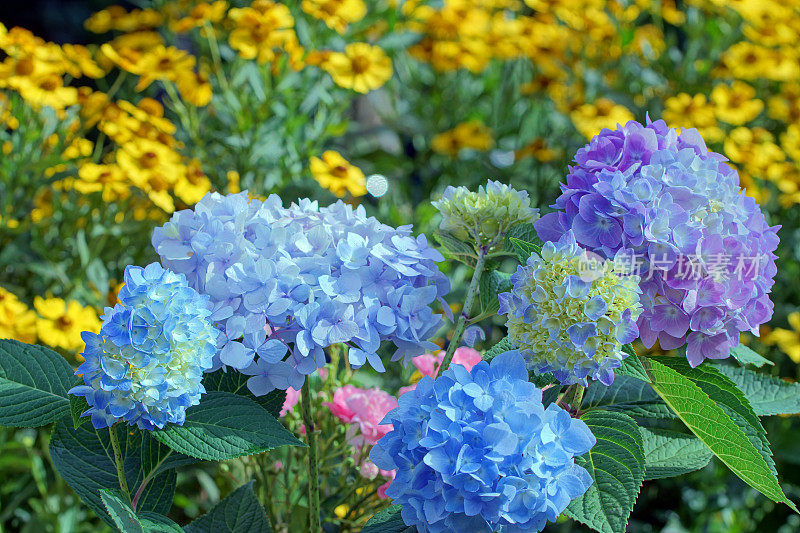 绣球花和helenium