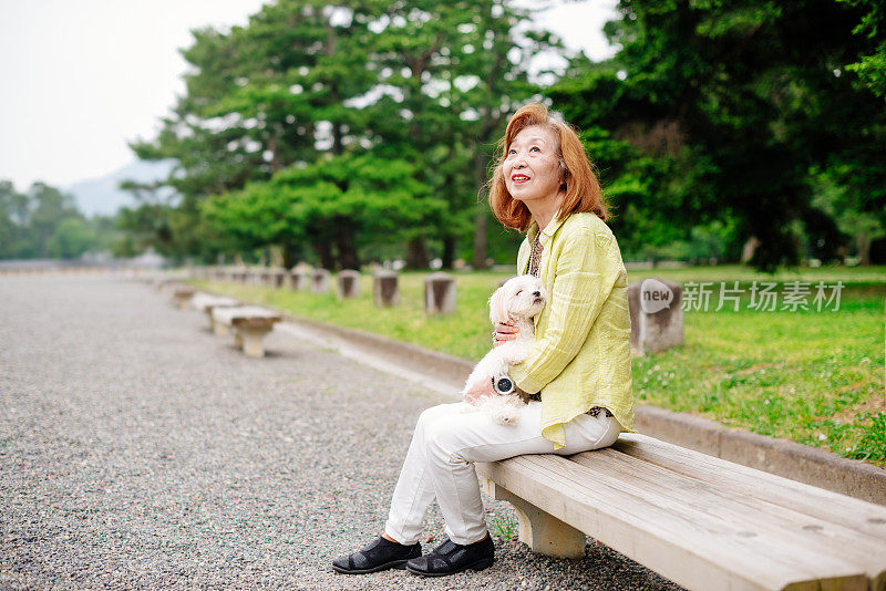 一名日本老妇人与马耳他犬在公园里的画像