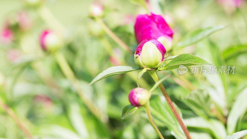 粉色牡丹花蕾