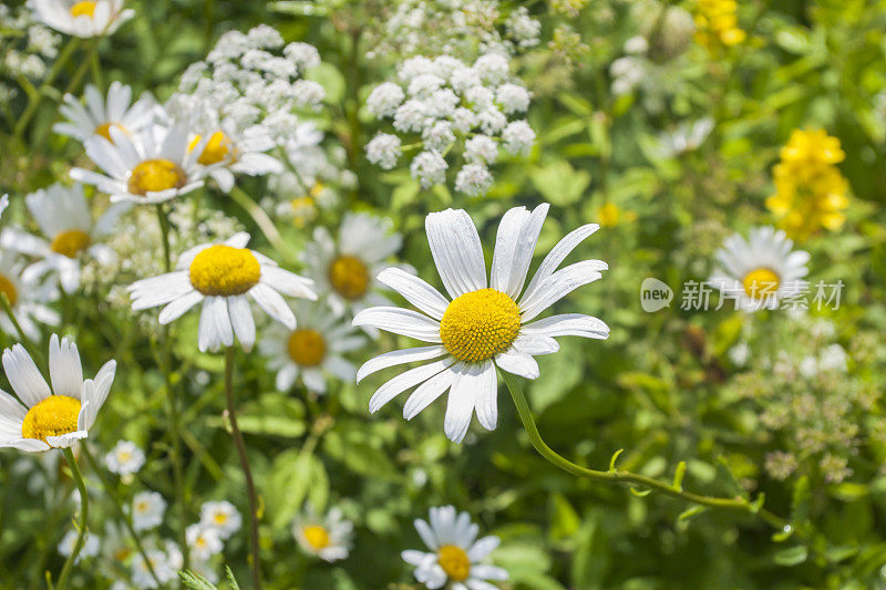 花园里的雏菊