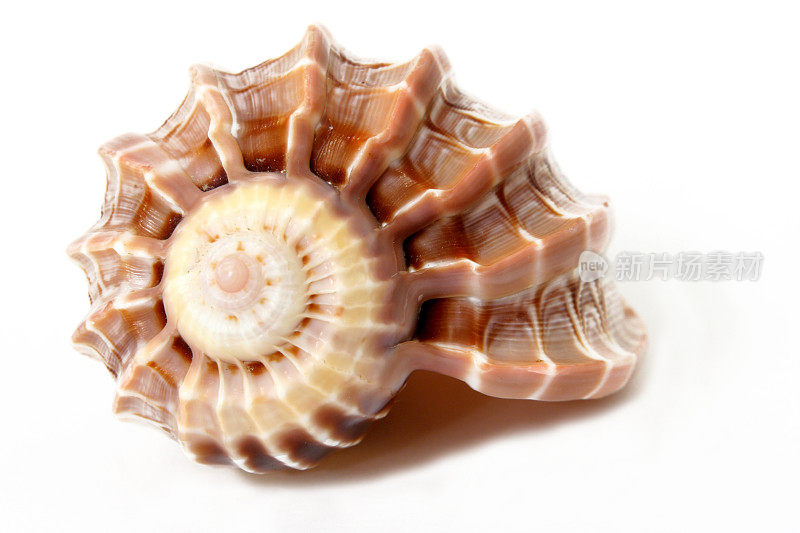 美丽独特的中等大小的海螺壳