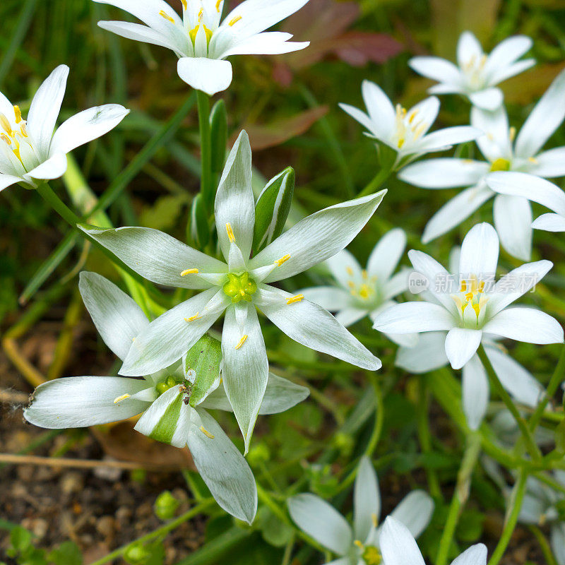 奇妙的白花——伯利恒之星