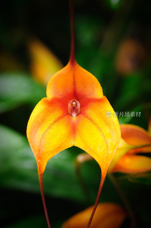 橙色Masdevallia兰花