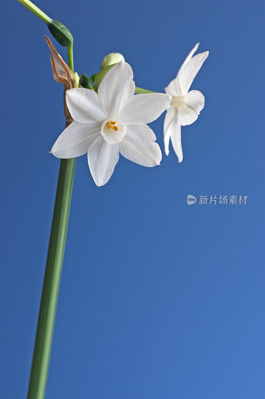 纸白色水仙花的特写