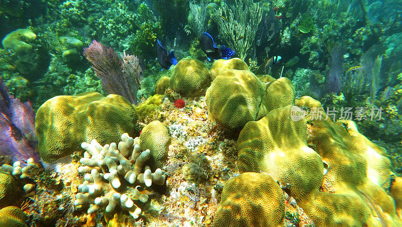 有热带鱼的珊瑚头
