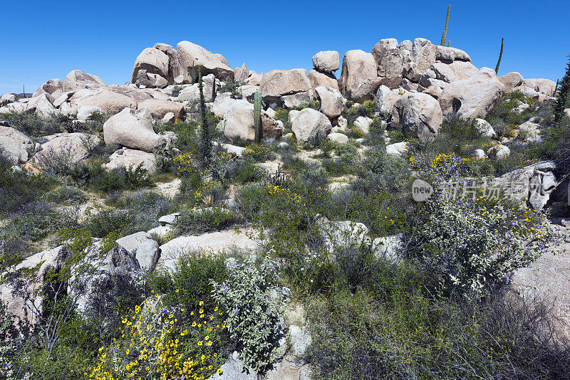 下加利福尼亚的花岗岩巨石，向日葵，Boojums和Cardón仙人掌