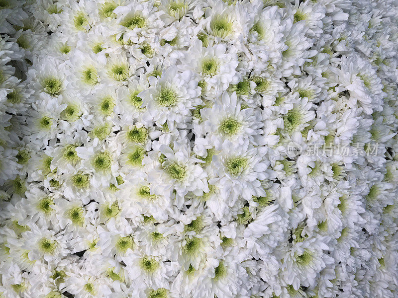 抽象背景近白花图案